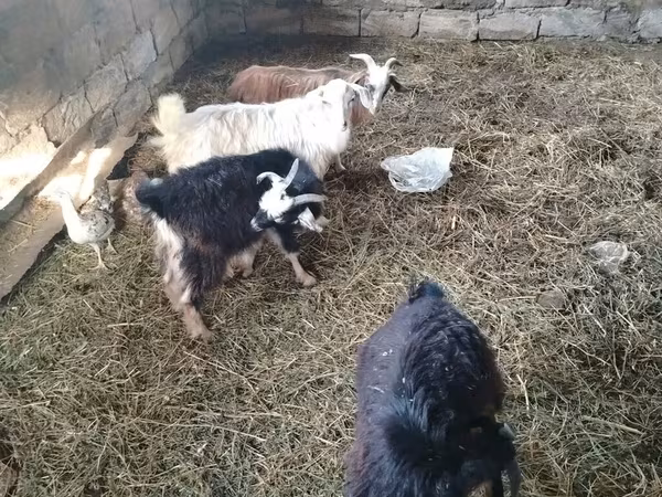Billy Goat, Goats — Azerbaijan