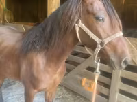 घोड़ा, Rocky Mountain Horse — फ़ोटो 4