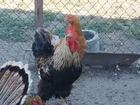 Chickens — foto 4