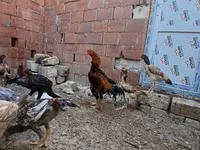 Chickens — photo 2