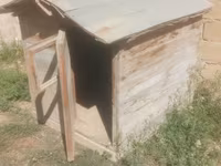 Taxta it evi / dam - Material: qalın taxta karkas, taxta obşivka - — 照片 2
