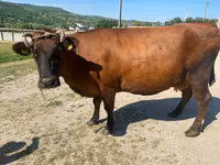 İnək, Russian Black pied cattle — foto 3