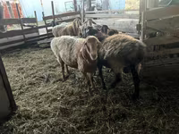 Qoç, Arashan sheep — foto 5