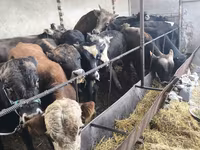 Buğa, Karakul — foto 1