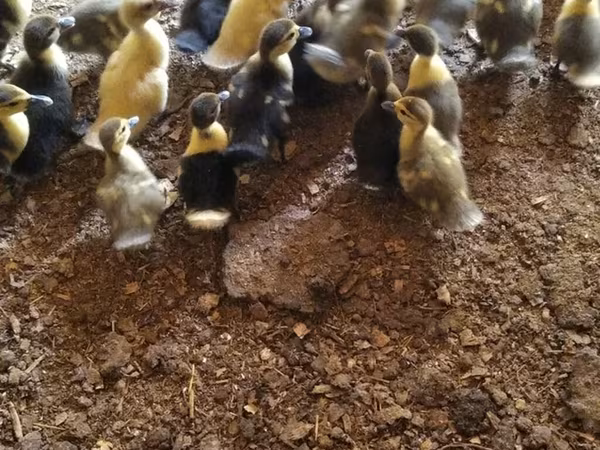 Ducks
