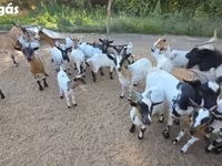 Koza, Nigerian dwarf goats — foto 1