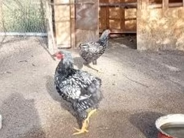 Chickens