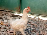 Chickens — photo 5