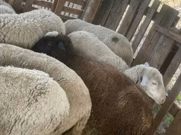 Owca, Blackheaded Persian sheep