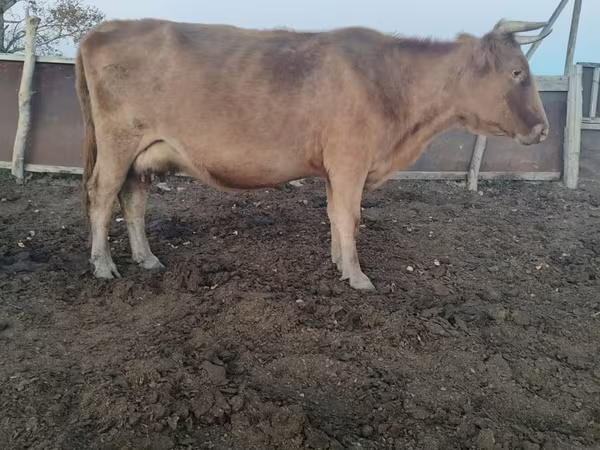 Cow, Cattle