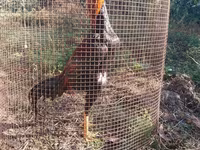 Chickens — फ़ोटो 3