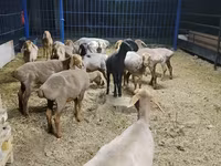 Sheep, Katum sheep — photo 2