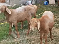 Schaf, Arashan sheep — Foto 7