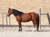 At, Quarter Horse — foto 1