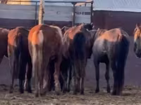 Caballos (lote, sexo no especificado), Caballos — foto 3