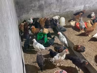 Chickens — foto 1