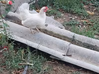 Chickens — photo 8