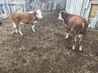 Býk, Kazachská bílá hlava kráva — foto 2