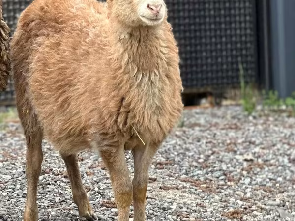 मेढ़ा, Hissar sheep