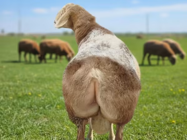Qoç, Tian-Shan semifinewool sheep