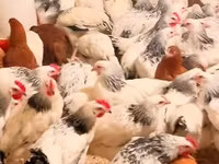 Chickens — الصورة 2