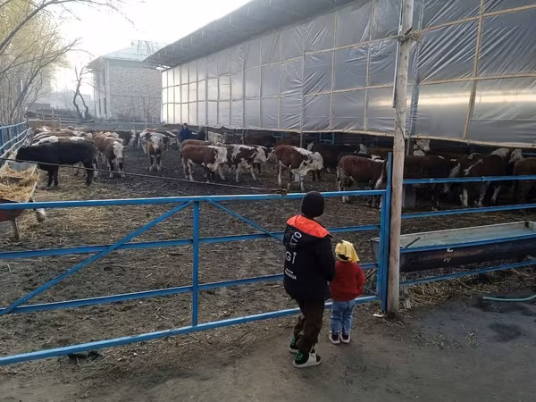Bydło (partia, płeć nieokreślona), Simmental cattle