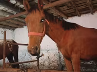 At, Manipuri pony — foto 2