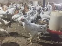 Chickens — foto 3