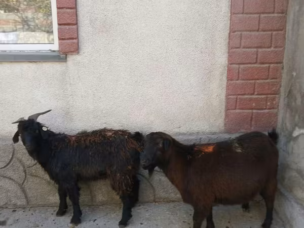 Koza, Kozy