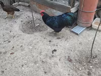 Chickens — foto 2