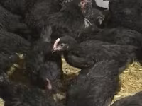 Chickens — الصورة 2