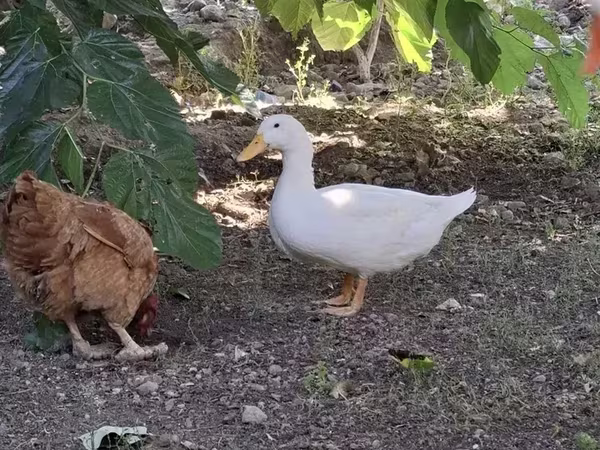 Ducks — أرمينيا