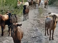 Goat, Damask goat — photo 3