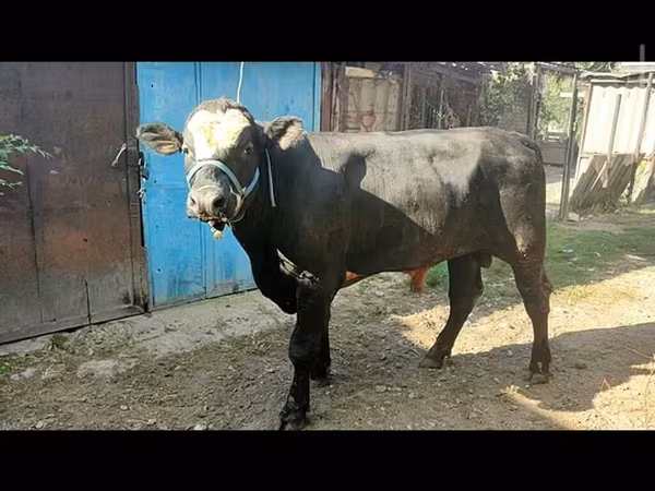 Toro, Aberdeen-Angus