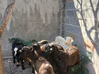 Koza, Kozy — foto 4