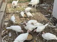 Turkeys — الصورة 8