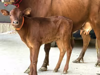 Cow, Cattle — photo 2