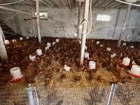 Chickens — الصورة 2