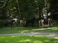 At, Racking Horse — foto 6