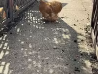 Pekin Bantam — foto 4