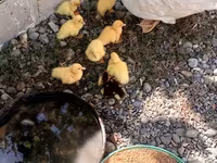 Ducks — الصورة 1