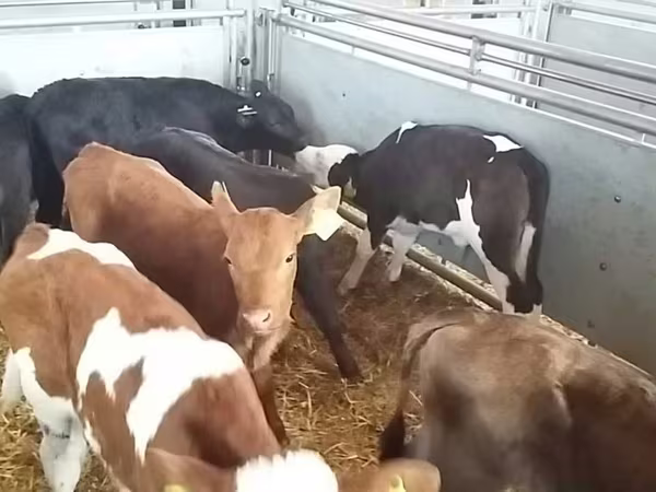 Buğa, Simmental cattle