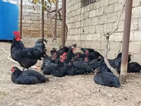 أوسترالورب — الصورة 3