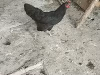 Australorp — photo 1