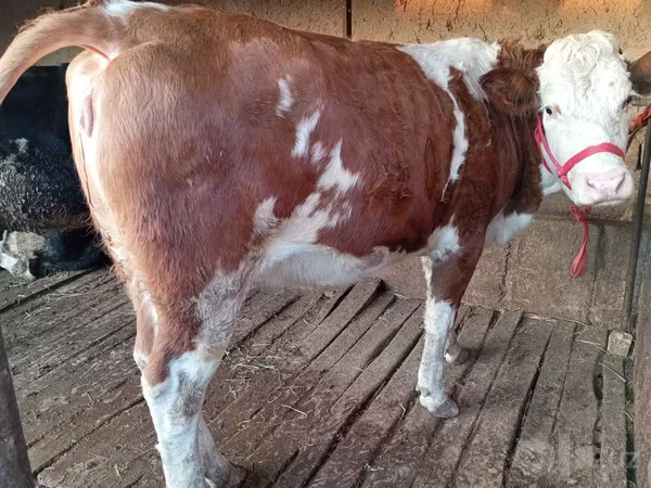 Cow, Simmental cattle