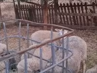 Baran, Cerry Hill sheep — zdjęcie 8