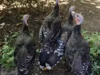 Turkeys — الصورة 1
