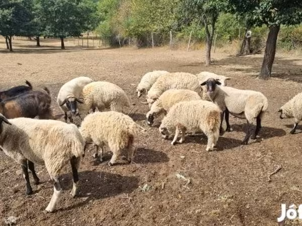 Oveja, Tsigai sheep