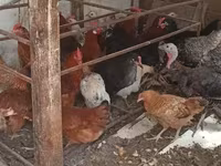 Chickens — الصورة 3
