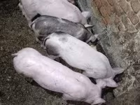 Чочколор (партия, жынысы көрсөтүлгөн эмес), Чочколор — сүрөт 3